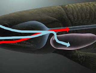 Lungfish food and air passages, esophagus, airway