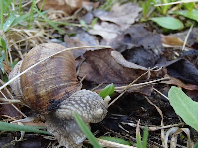 Grzyby 2018, grzyby w kwietniu, grzyby wiosenne, smardzówki, smardzówki czeskie w Krakowie