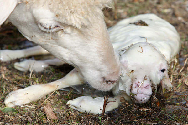 pasqua, lav, campagna contro il consumo di carne, proteste contro la macellazione degli agnellini, pranzo pasquale, the fashionamy, amanda marzolinii, italian fashion blogger