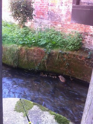 This little family joined us for coffee.