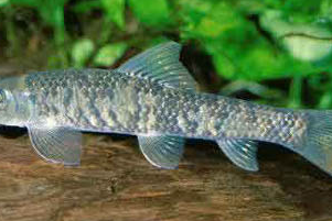 Budidaya Ikan Garra Rufa
