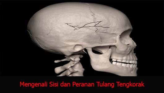 Mengenali Sisi dan Peranan Tulang Tengkorak