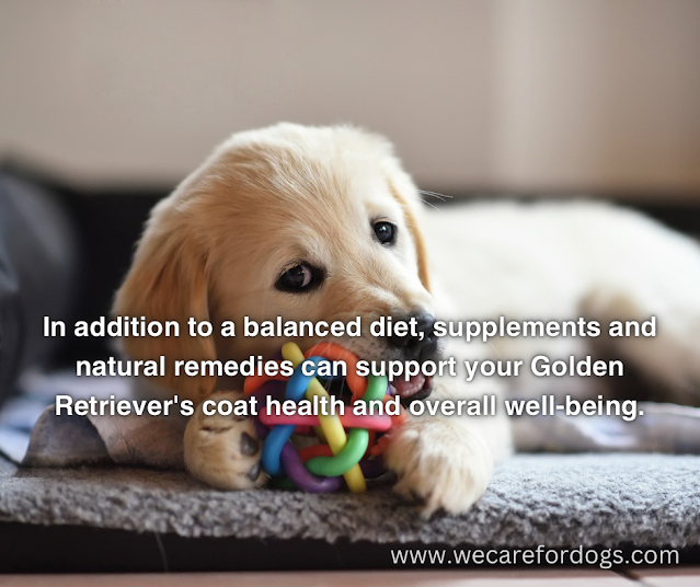 In addition to a balanced diet, supplements and natural remedies can support your Golden Retriever's coat health and overall well-being.