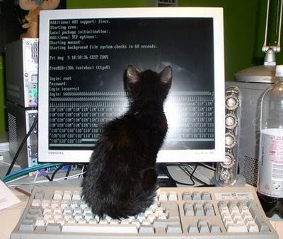 cat in computer