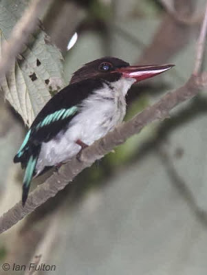 Alción castaño Halcyon badia