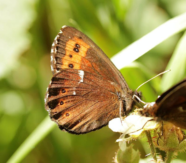 Erebia ligea, Rostbindiger Mohrenfalter