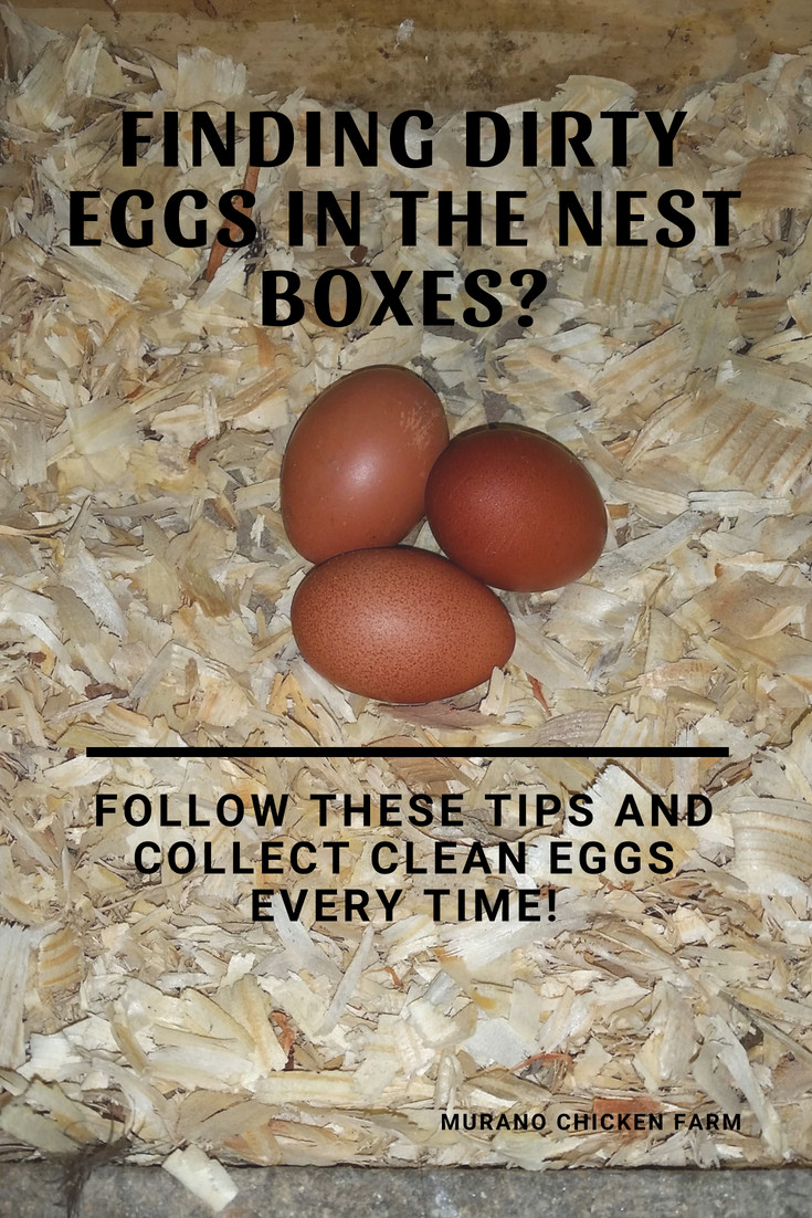 How to Wash Fresh Eggs and When It's Best to Leave Them Unwashed