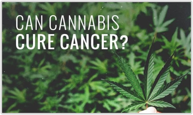 Can Weed Cure Cancer