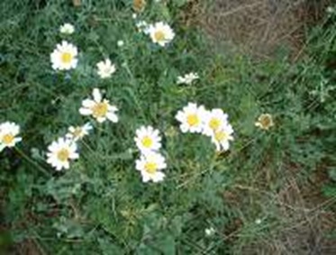 Pyrethrum1