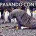 VIDEO INSÓLITO: pingüinos abusados sexualmente por focas!!!!