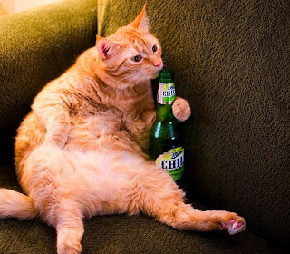 25 gatos que gostam de cerveja