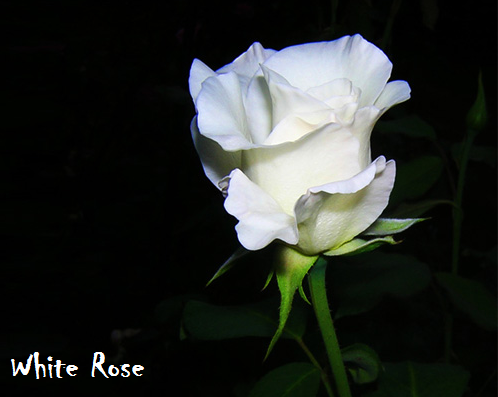  Bunga  Mawar  Putih  White Rose Photos Alam Mentari