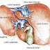  COLELITIASIS: Síntomas, Causas y Tratamiento