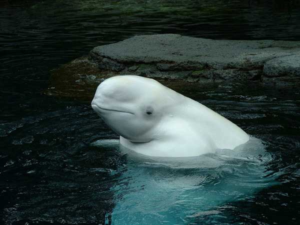 beluga whale. eluga whale. eluga whale