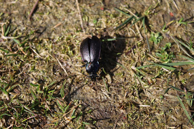 Tuinschallebijter - Tún-Skallebiter - Carabus nemoralis