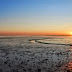 Subsidie voor herstel zeegras in Waddenzee