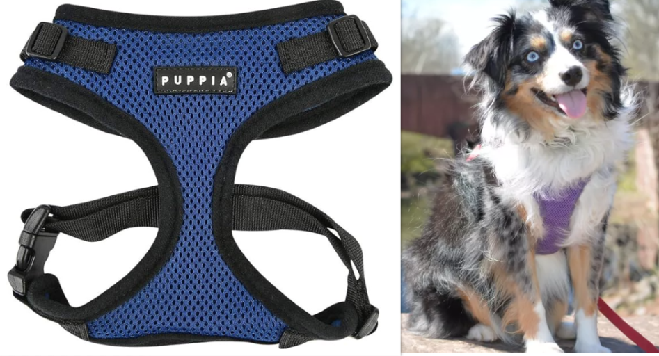 A Dog Harness for Miniature American Shepherds