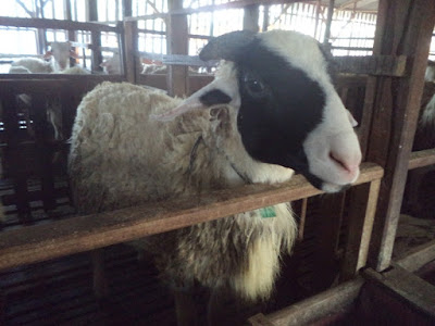 kambing aqiqah kudus