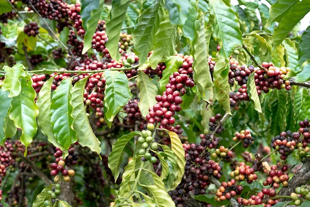 Manfaat tanaman kopi untuk lingkungan