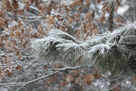 snowfall enhances the beauty of Winter woods