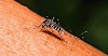 Dengue Fever: Mosquito Transmitted Disease