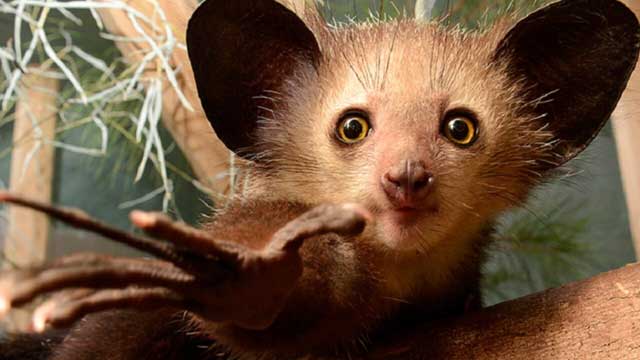 Aye-Aye