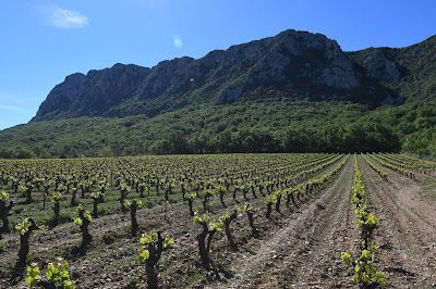 Ancient DNA from Roman and medieval grape seeds reveal ancestry of wine making