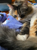 A calico cat with a paw placed on top of her own tail.
