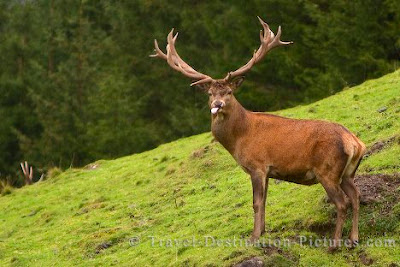 Wild Deer Pictures