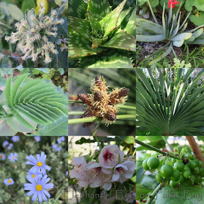 Leaves and July flowers