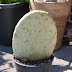 Opuntia ficus-indica oder indischer Feigenkaktus
