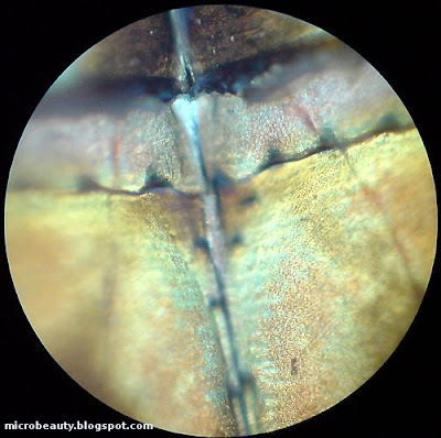 Dragonfly's Tail. Magnification - 100 Times.