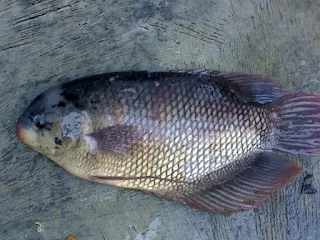 Klasifikasi Ikan Gurame dan Morfologi Ikan Gurame (Osphronemus gouramy)