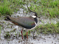 Lapwing