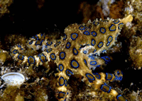 gurita cincin biru hewan paling beracun di dunia