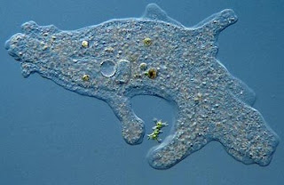 Penjelasan dan Ciri-ciri Sarcodina (Amoeba, Foraminifera dan Radiolaria)