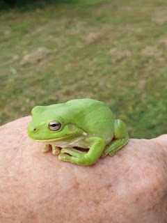 green tree frog