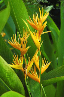 Perfect Heliconia Flower