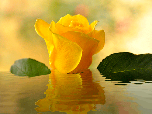 Imagenes de rosas amarillas animadas con agua en 