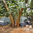 View album