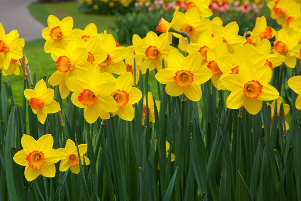 Daffodil Flower HD Wallpapers Free Download