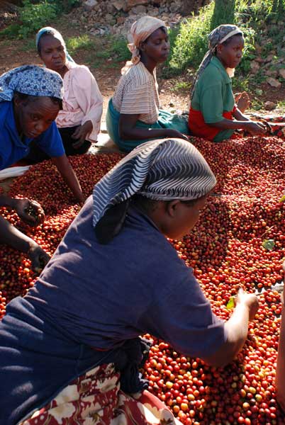 Kenya coffee farmers