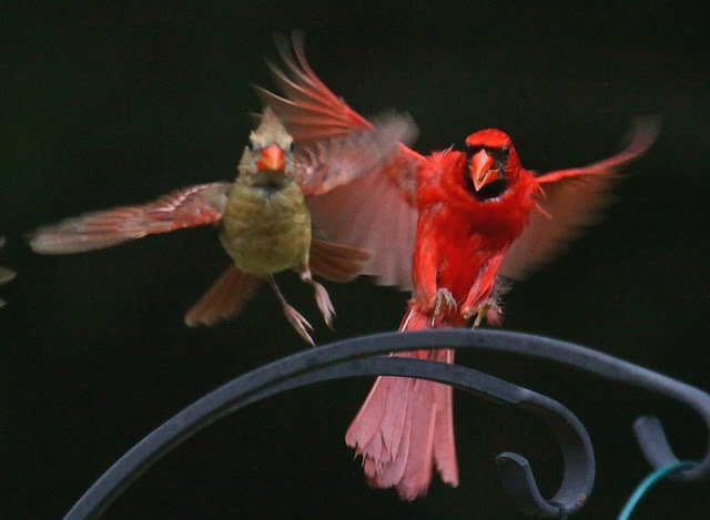 Cardinals Pictures Birds