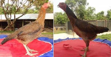 Gambar Amazing Ayam  Jenis Ganoi Berasal Negara Vietnam 