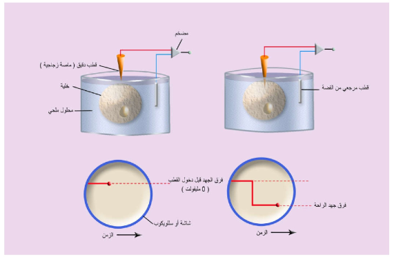 كيفية قياس الكمون الغشائي لخلية موضوعة في محلول ملحي: قبل دخول الماصة الزجاجية داخل الخلية (إلى اليسار) ، وبعد دخولها إلى اليمين). الرسم السفلي يبين قيمة فرق الجهد في الحالتين.