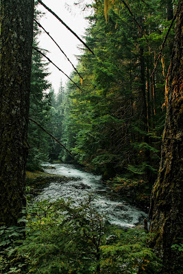 forest,green,lush,growth,health,blog,emotions,graphic , design