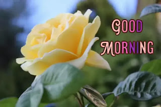 Good morning rose images