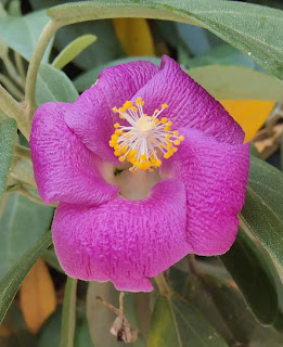 Lagunaria patersonia