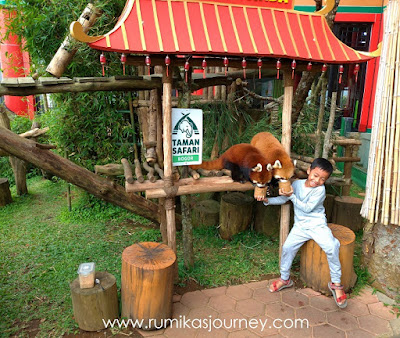 memberi-makan-panda-merah-di-istana-panda-taman-safari-indonesia-bogor