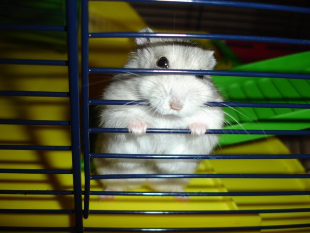 Russian Dwarf Hamster Winter White by cdrussorusso from flickr (CC-BY)